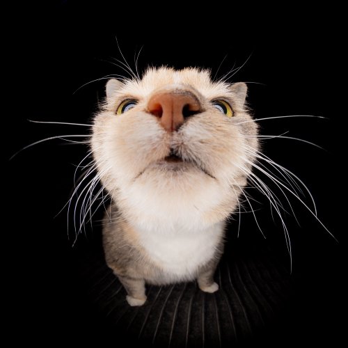 Portrait de chat réalisé en studio